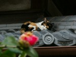[040305_5.jpg]