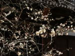 [050318_11.jpg]