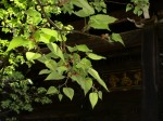 [060505_13.jpg]