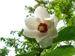 [060511_9.jpg]