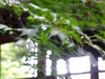 [060526_19.jpg]