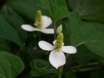 [060602_27.jpg]