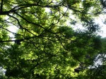 [060609_5.jpg]