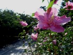 [060728_15.jpg]