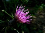 [060929_8.jpg]