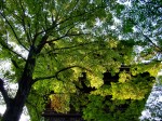 [061103_29.jpg]