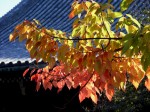 [061117_26.jpg]