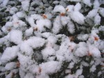 [061229_1.jpg]