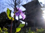 [070310_1.jpg]