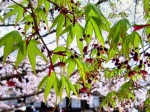 [070406_11.jpg]