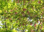 [070504_16.jpg]