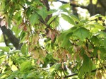 [070504_24.jpg]