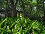 [070504_7.jpg]