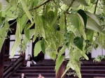 [070518_7.jpg]