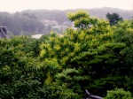 [070622_6.jpg]