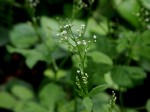 [070706_3.jpg]