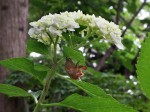 [070726_12.jpg]