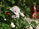 [070726_27.jpg]
