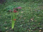 [071005_9.jpg]